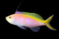 picture of Bartlett's Anthias Med                                                                               Pseudanthias bartlettorum